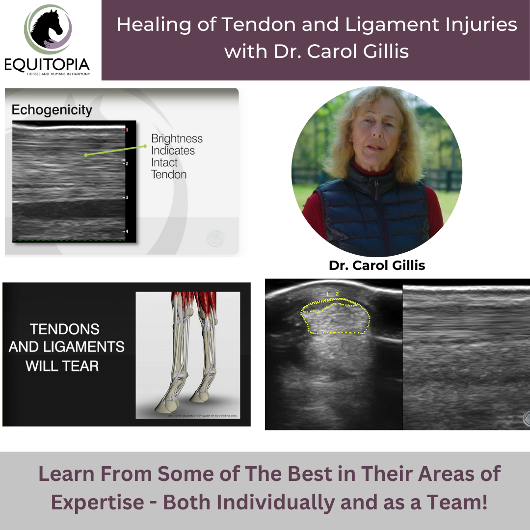 Healing and rehabilitation of tendon and ligament injuries