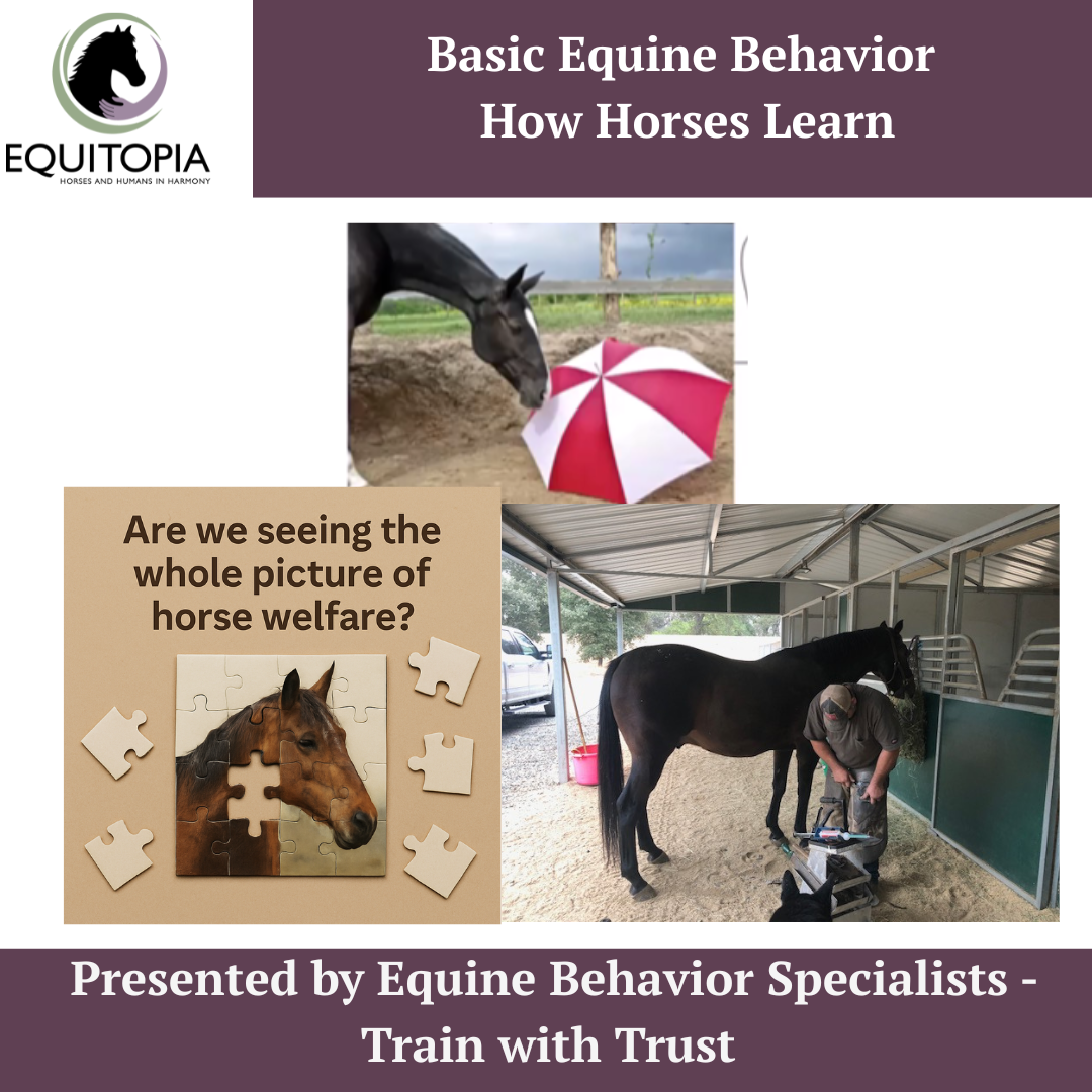 Introduction to behavior for horse owners